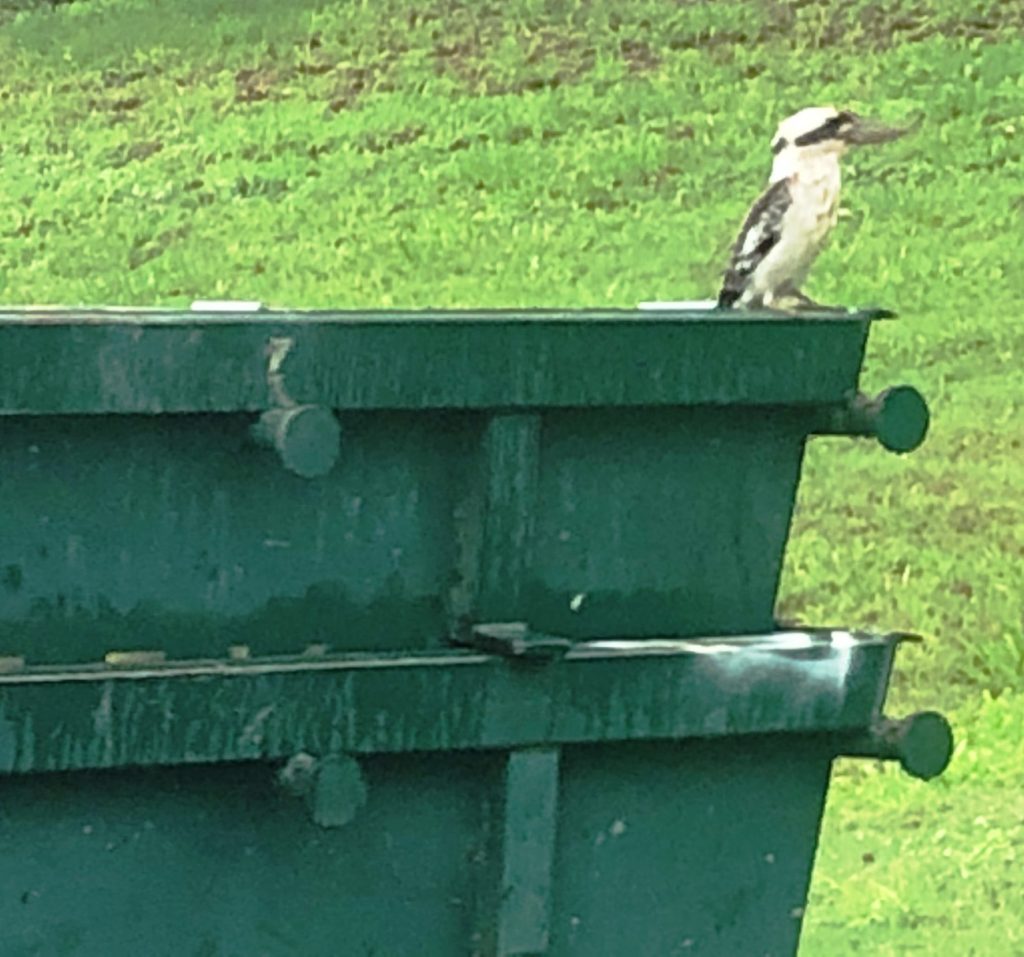 binsizes7dayskipssunshinecoast 7 Day Skips Skip Bin Hire